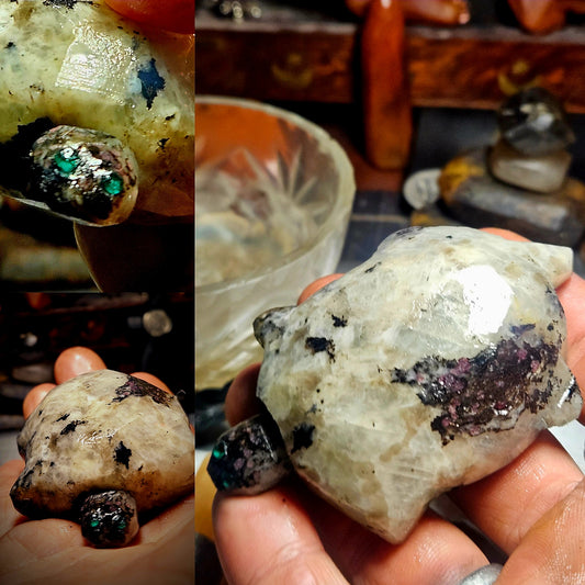 King Phillips Turtle.